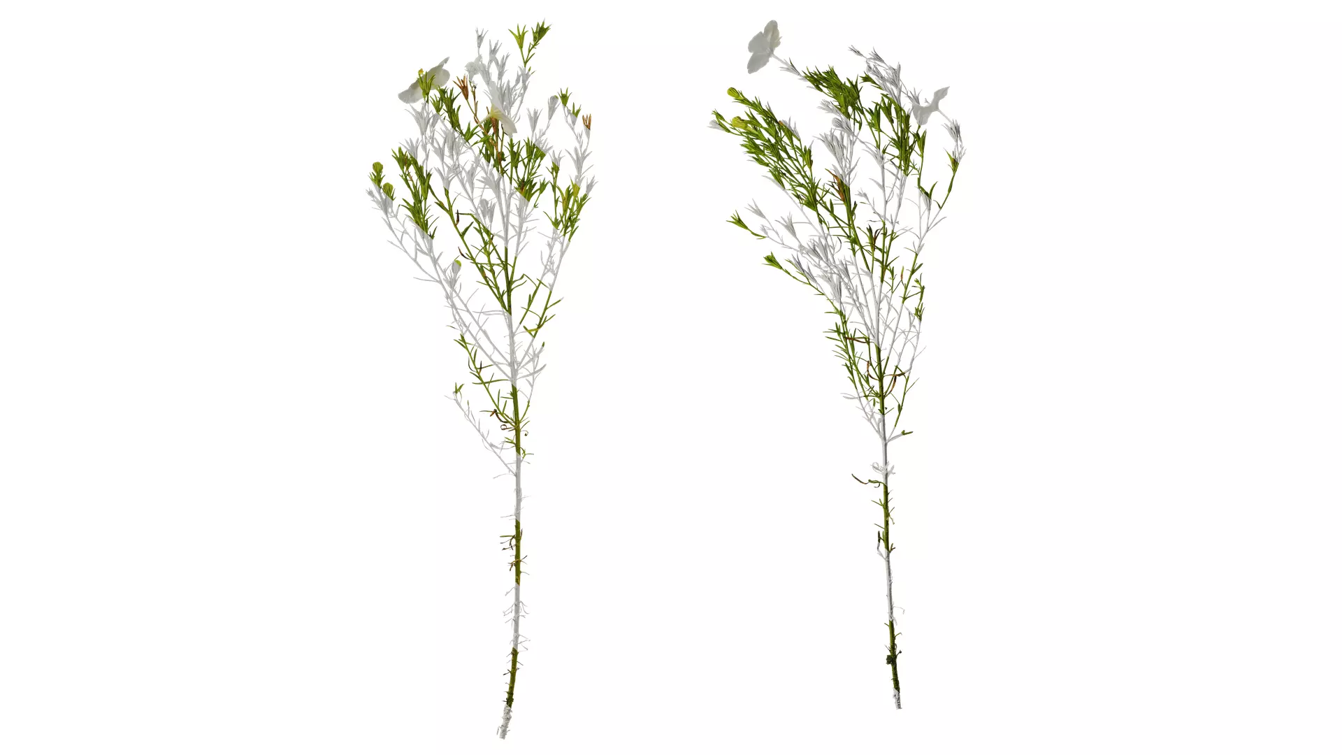 Anydrafts Nierembergia Atlas 01 Texture_0