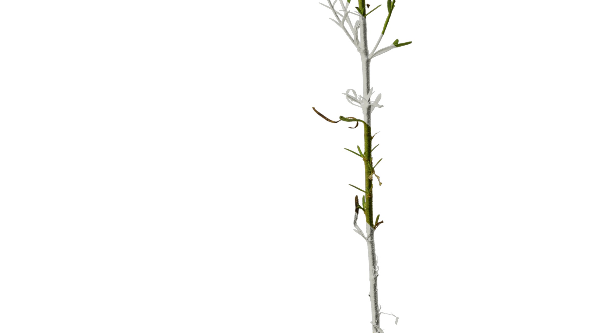 Anydrafts Nierembergia Atlas 01 Texture_6