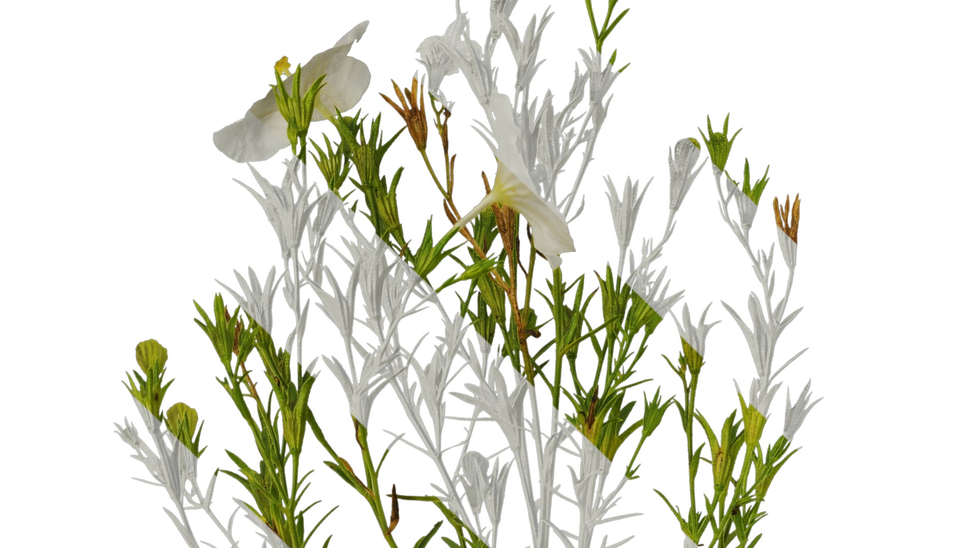 Anydrafts Nierembergia Atlas 01 Texture_1