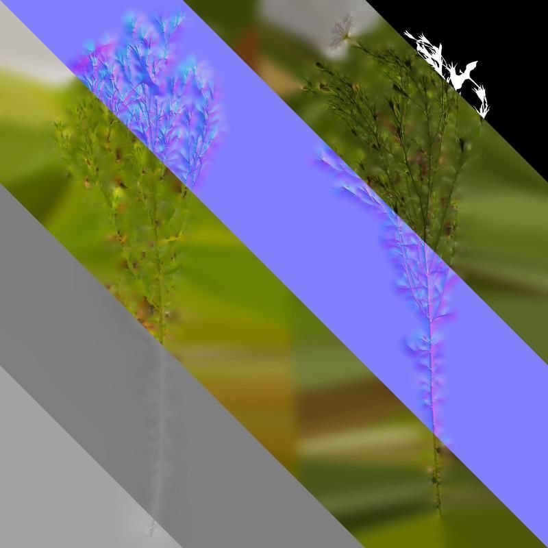 Anydrafts Nierembergia Atlas 01 Texture_8