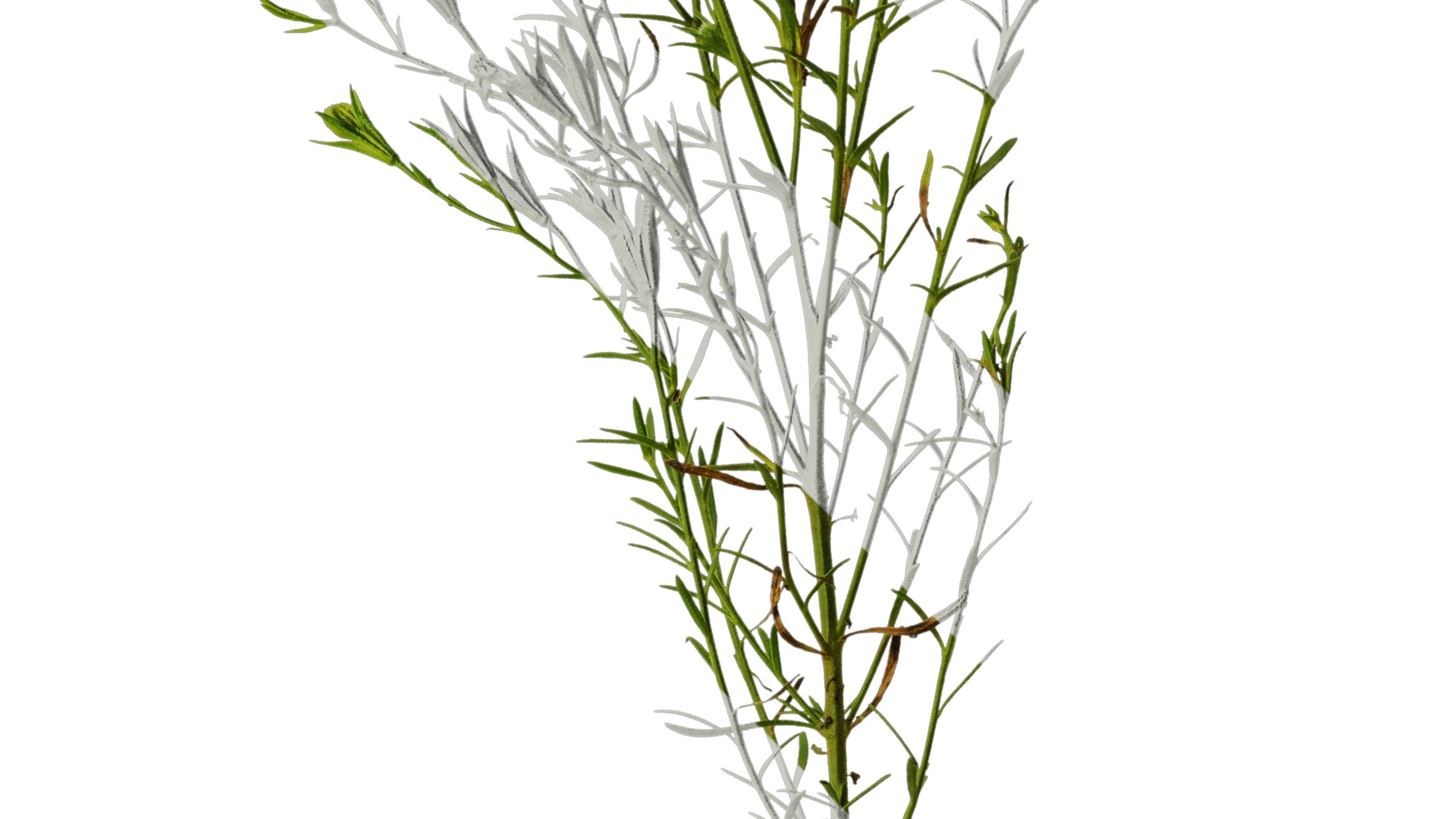 Anydrafts Nierembergia Atlas 01 Texture_4