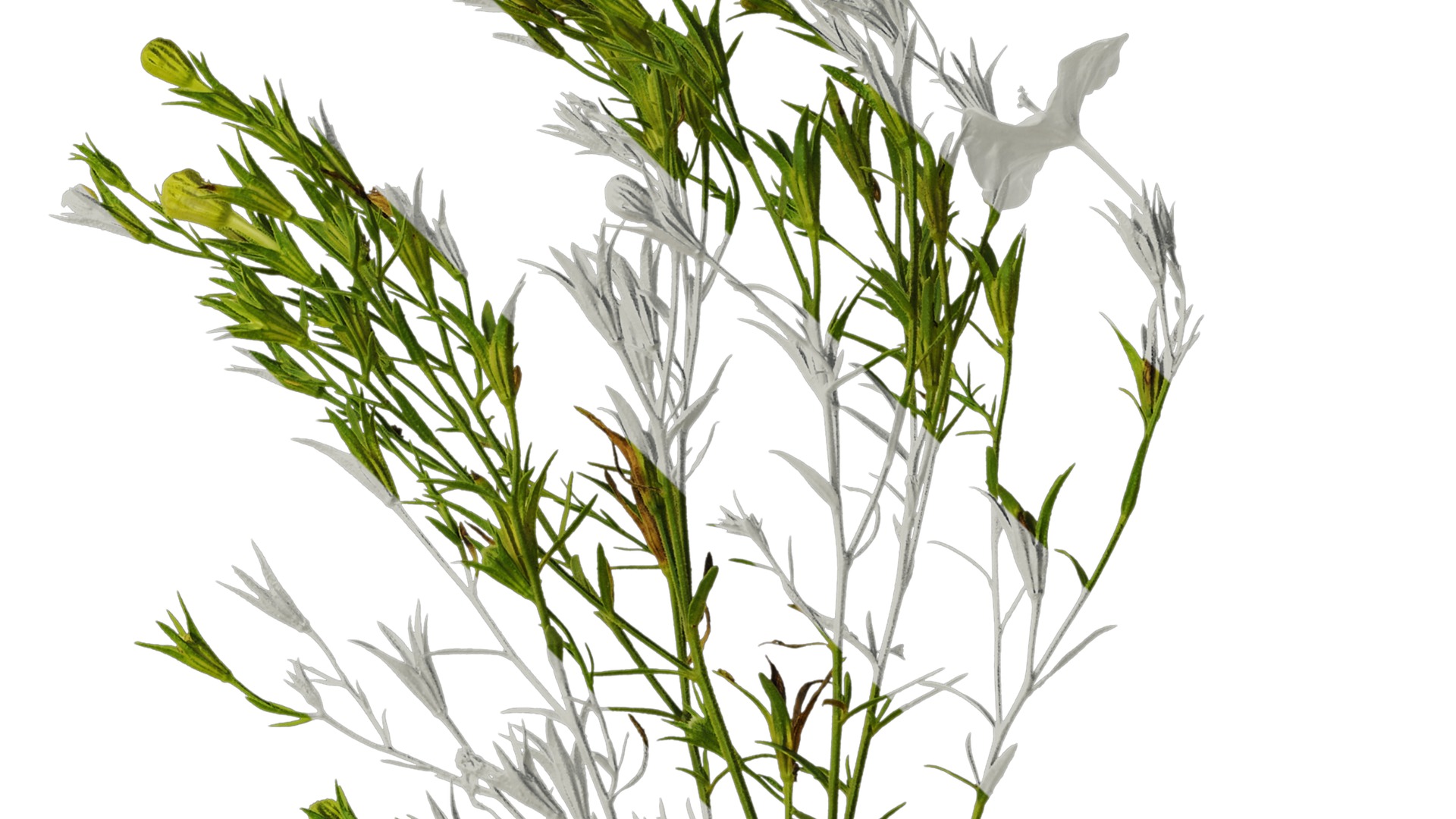 Anydrafts Nierembergia Atlas 01 Texture_2