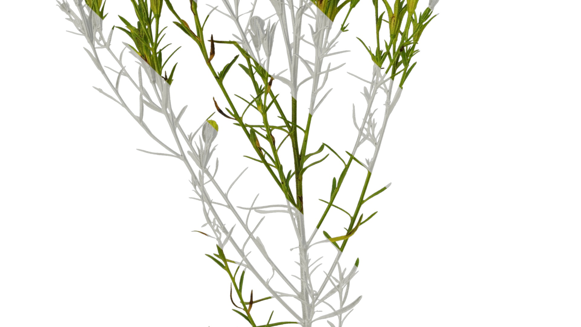 Anydrafts Nierembergia Atlas 01 Texture_3