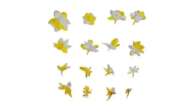 Anydrafts Jasminum nudiflorum Flower 04