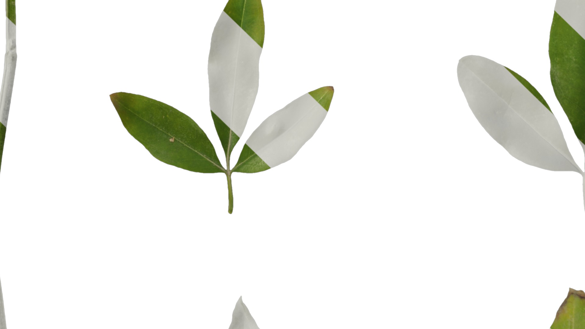 Anydrafts Jasminum nudiflorum Leaf 01 Texture_5