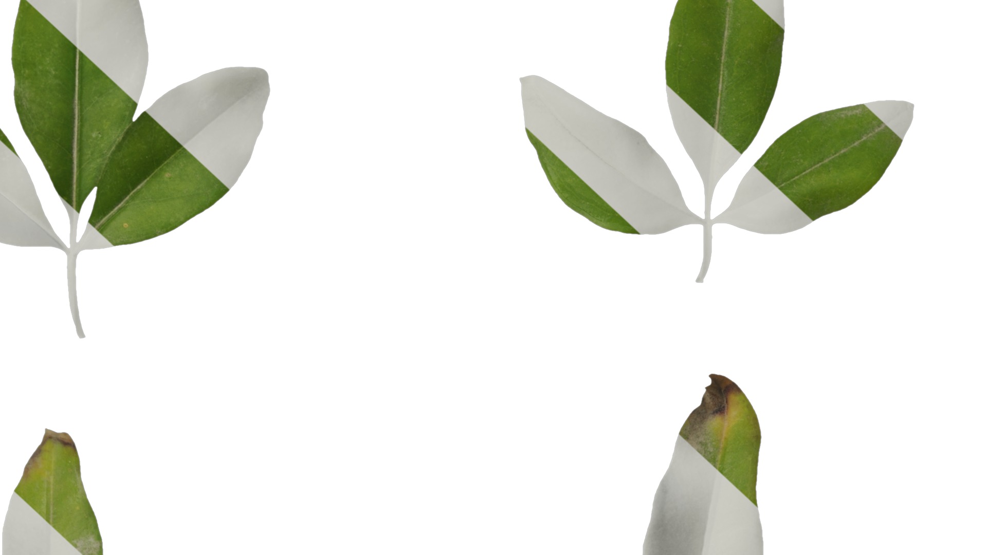 Anydrafts Jasminum nudiflorum Leaf 01 Texture_6