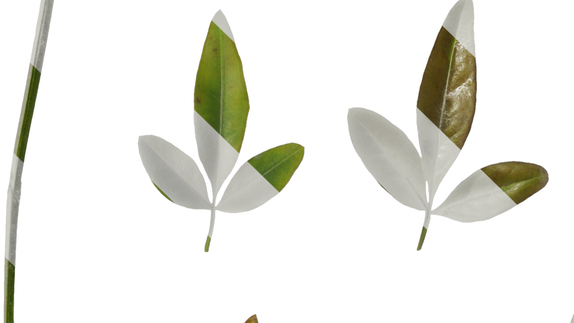 Anydrafts Jasminum nudiflorum Leaf 01 Texture_3