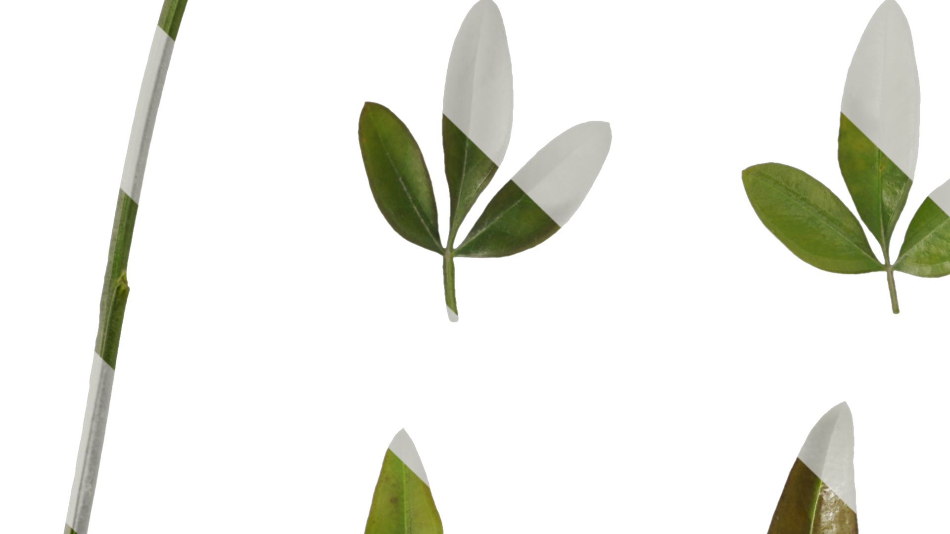 Anydrafts Jasminum nudiflorum Leaf 01 Texture_1