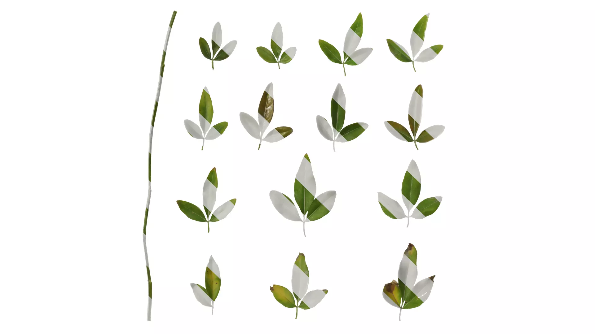 Anydrafts Jasminum nudiflorum Leaf 01 Texture_0