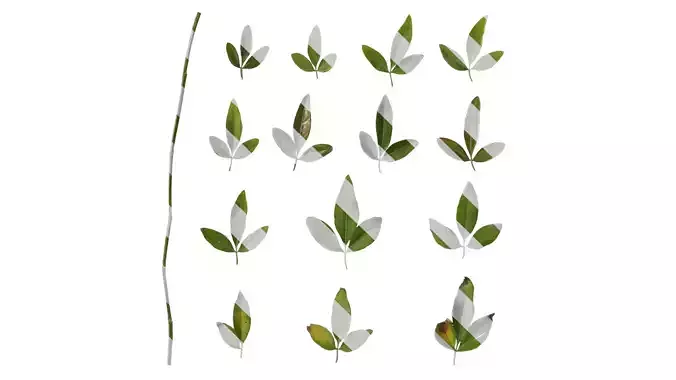 Anydrafts Jasminum nudiflorum Leaf 01