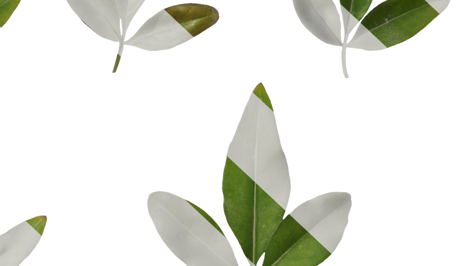 Anydrafts Jasminum nudiflorum Leaf 01 Texture_7