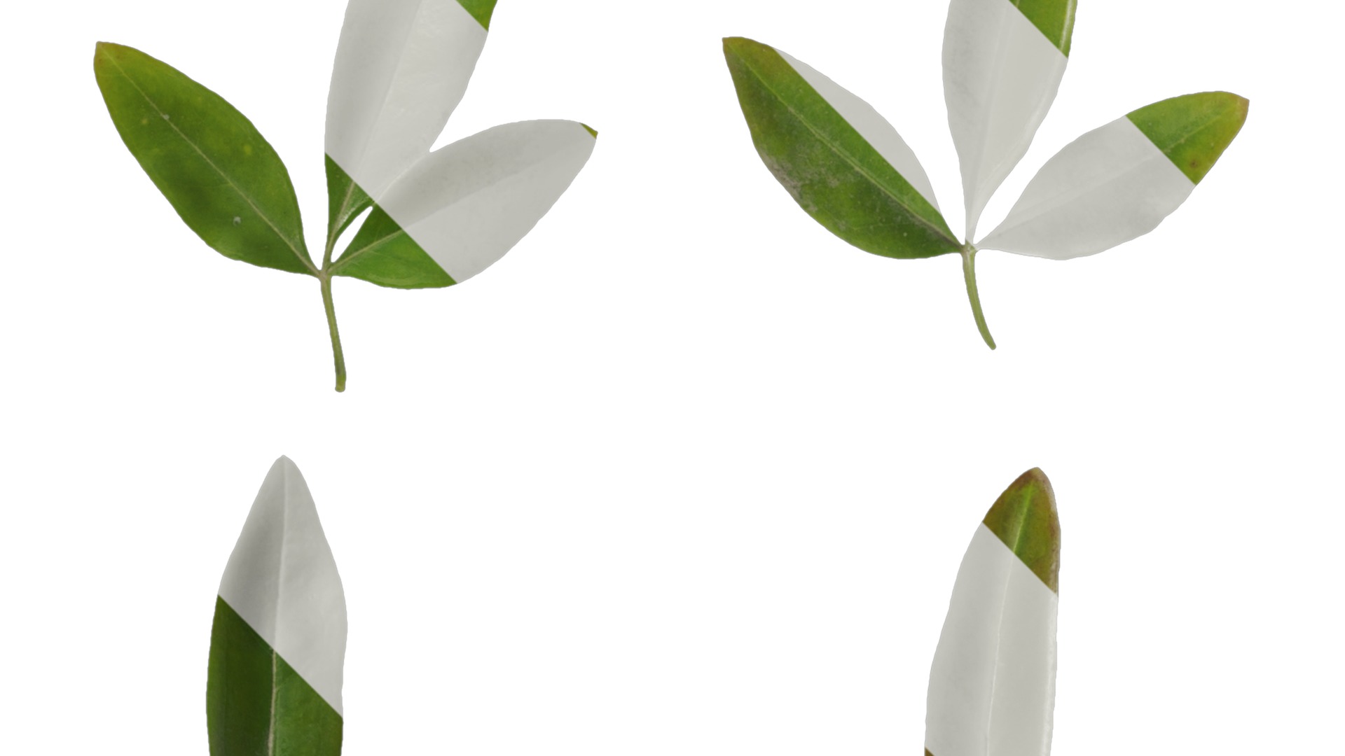 Anydrafts Jasminum nudiflorum Leaf 01 Texture_2