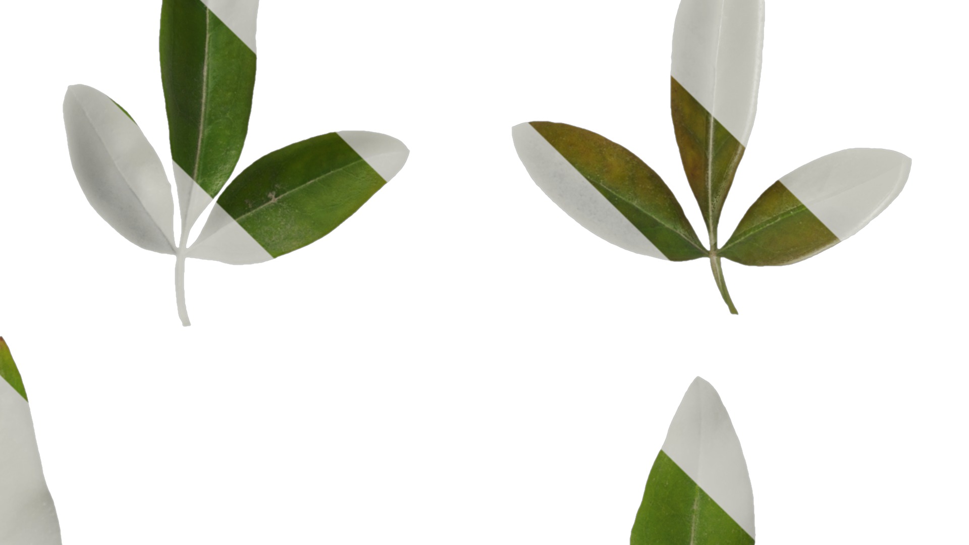 Anydrafts Jasminum nudiflorum Leaf 01 Texture_4