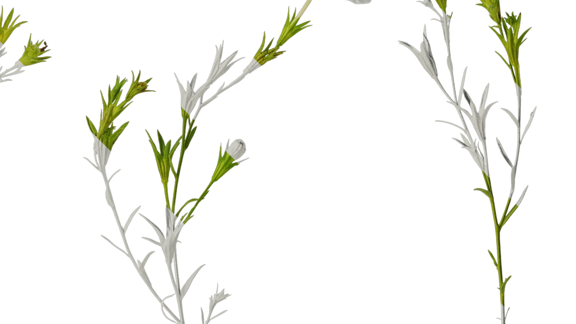 Anydrafts Nierembergia Atlas 02 Texture_2