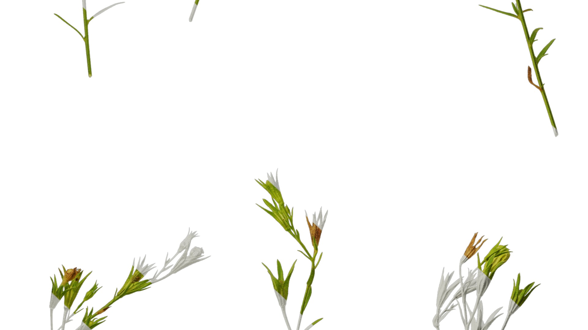 Anydrafts Nierembergia Atlas 02 Texture_7