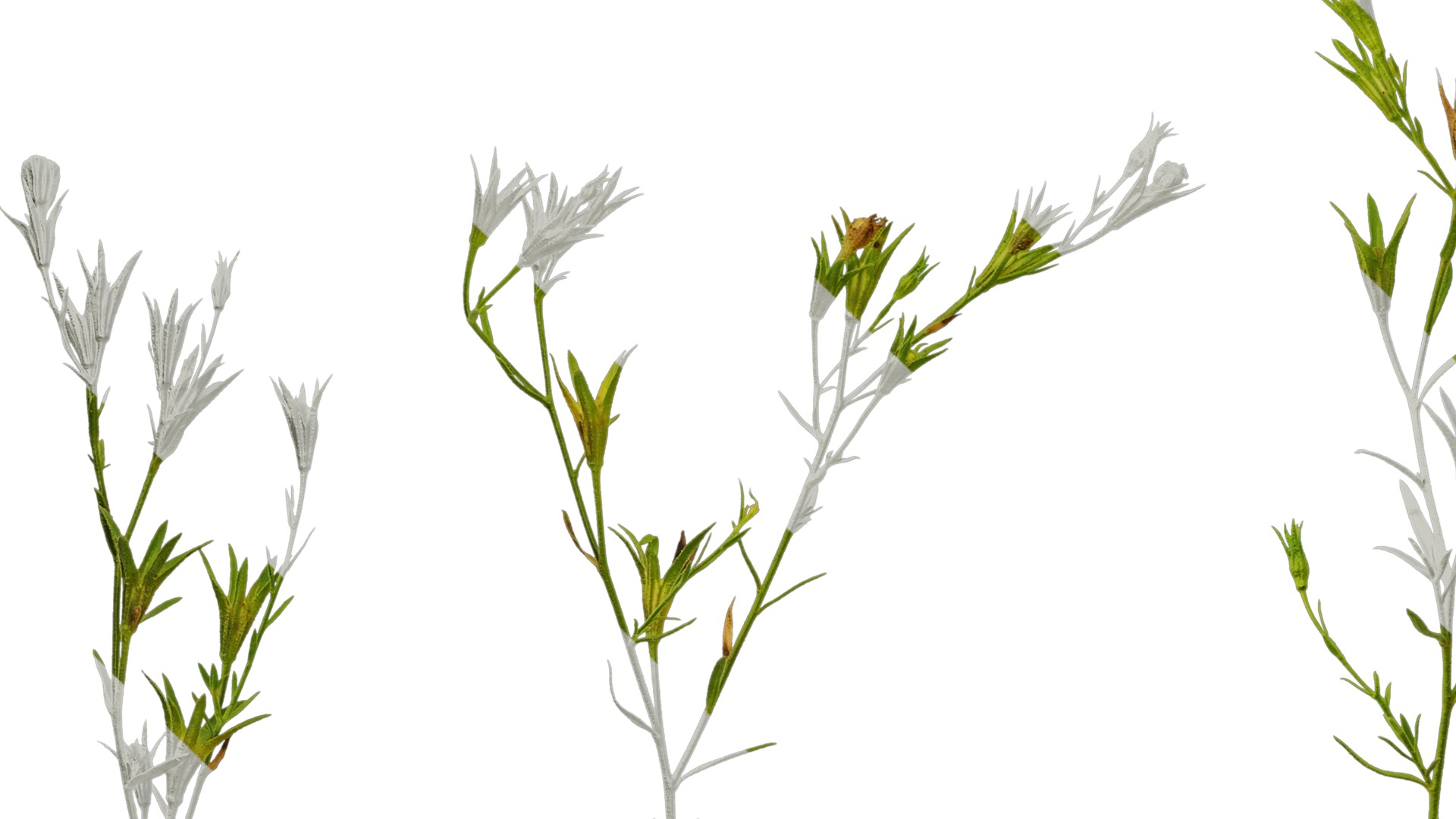 Anydrafts Nierembergia Atlas 02 Texture_5