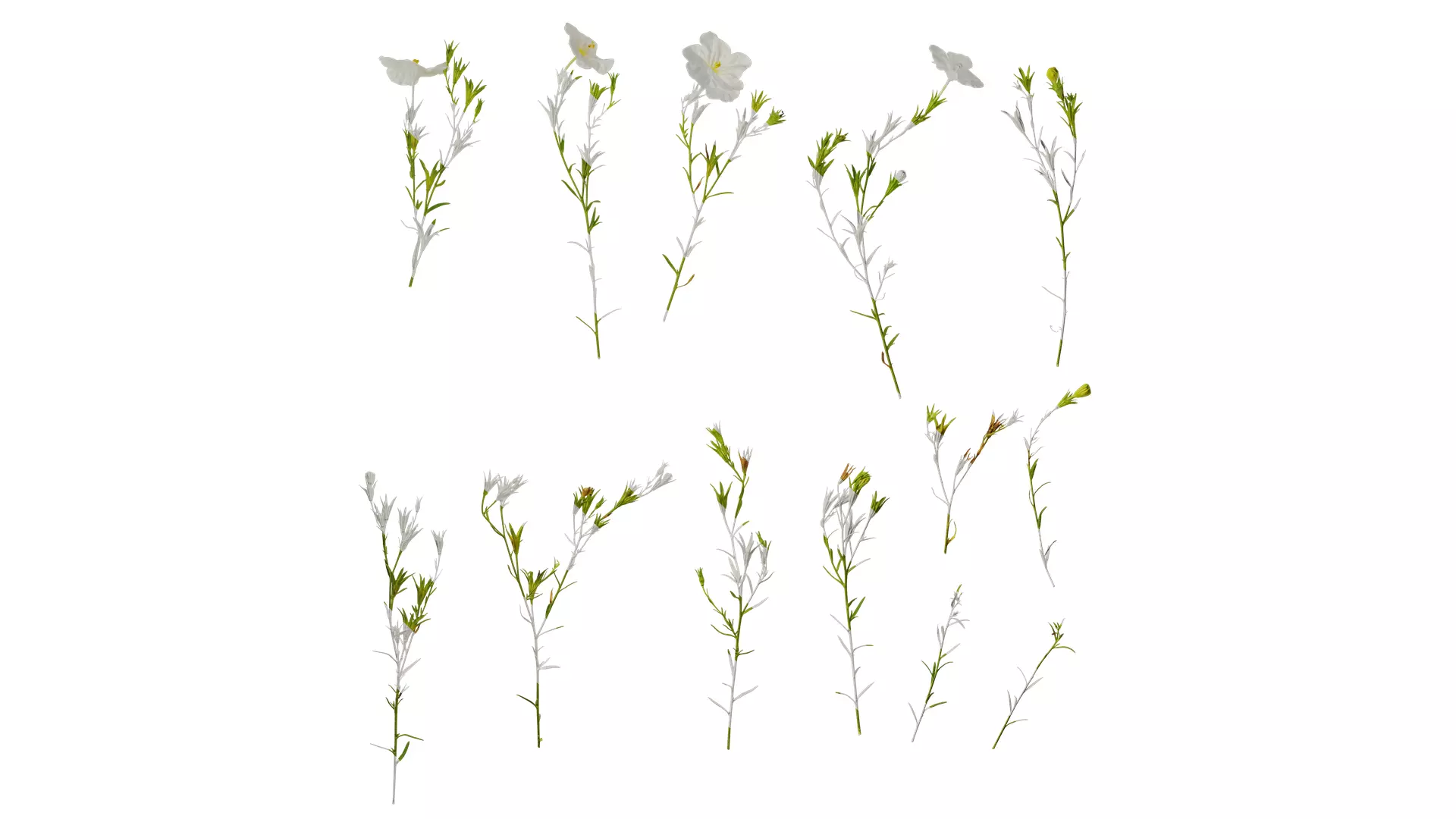 Anydrafts Nierembergia Atlas 02 Texture_0