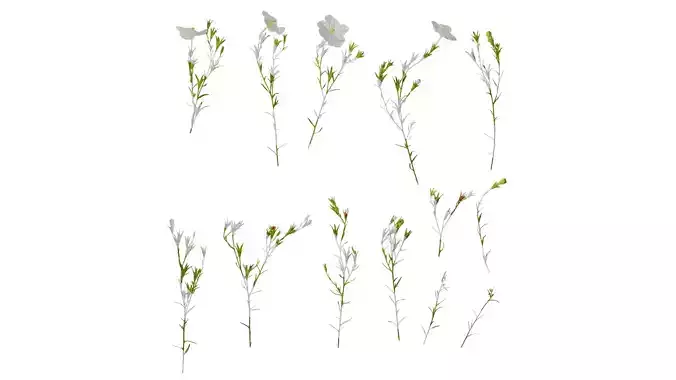 Anydrafts Nierembergia Atlas 02