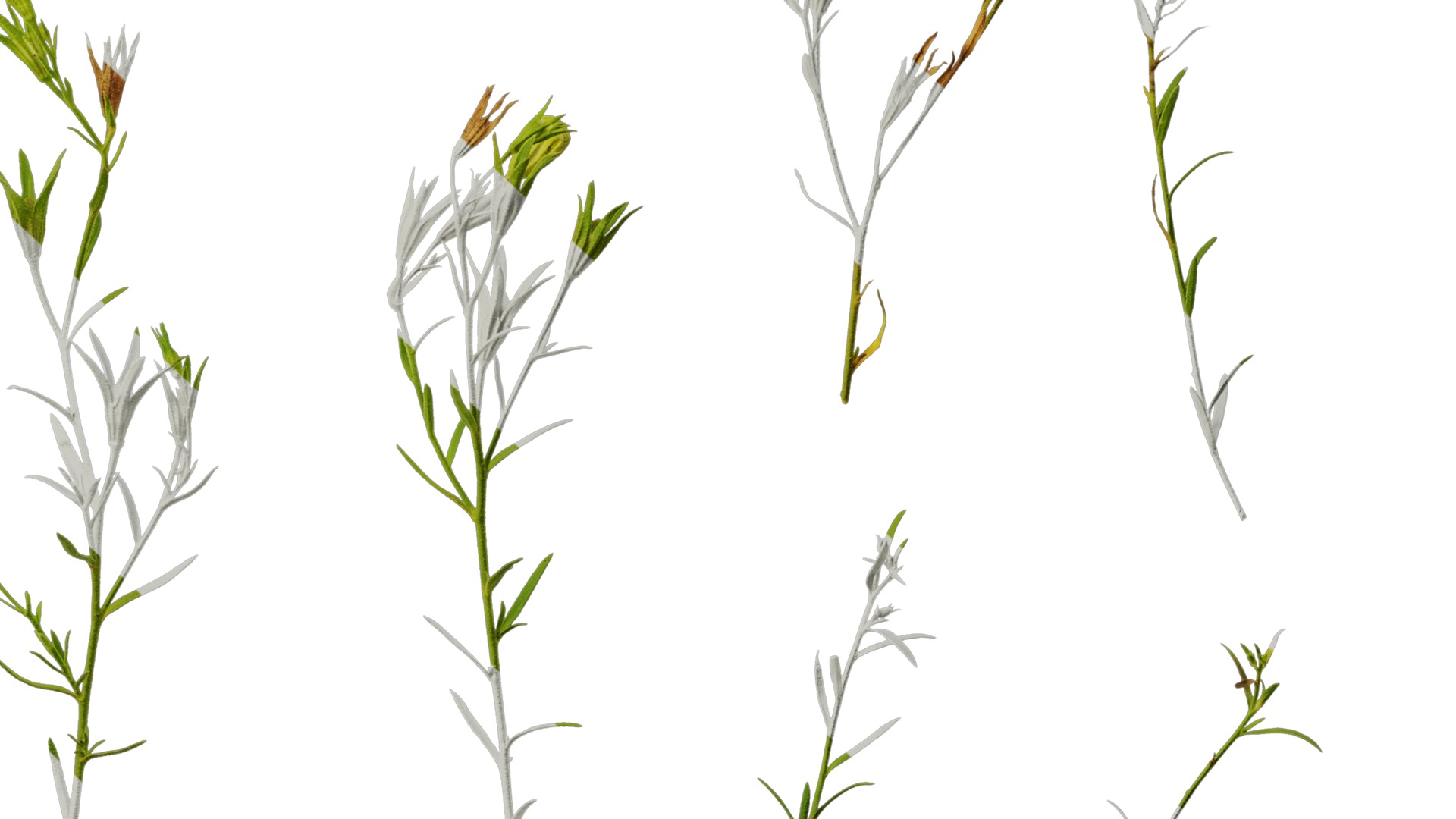 Anydrafts Nierembergia Atlas 02 Texture_6