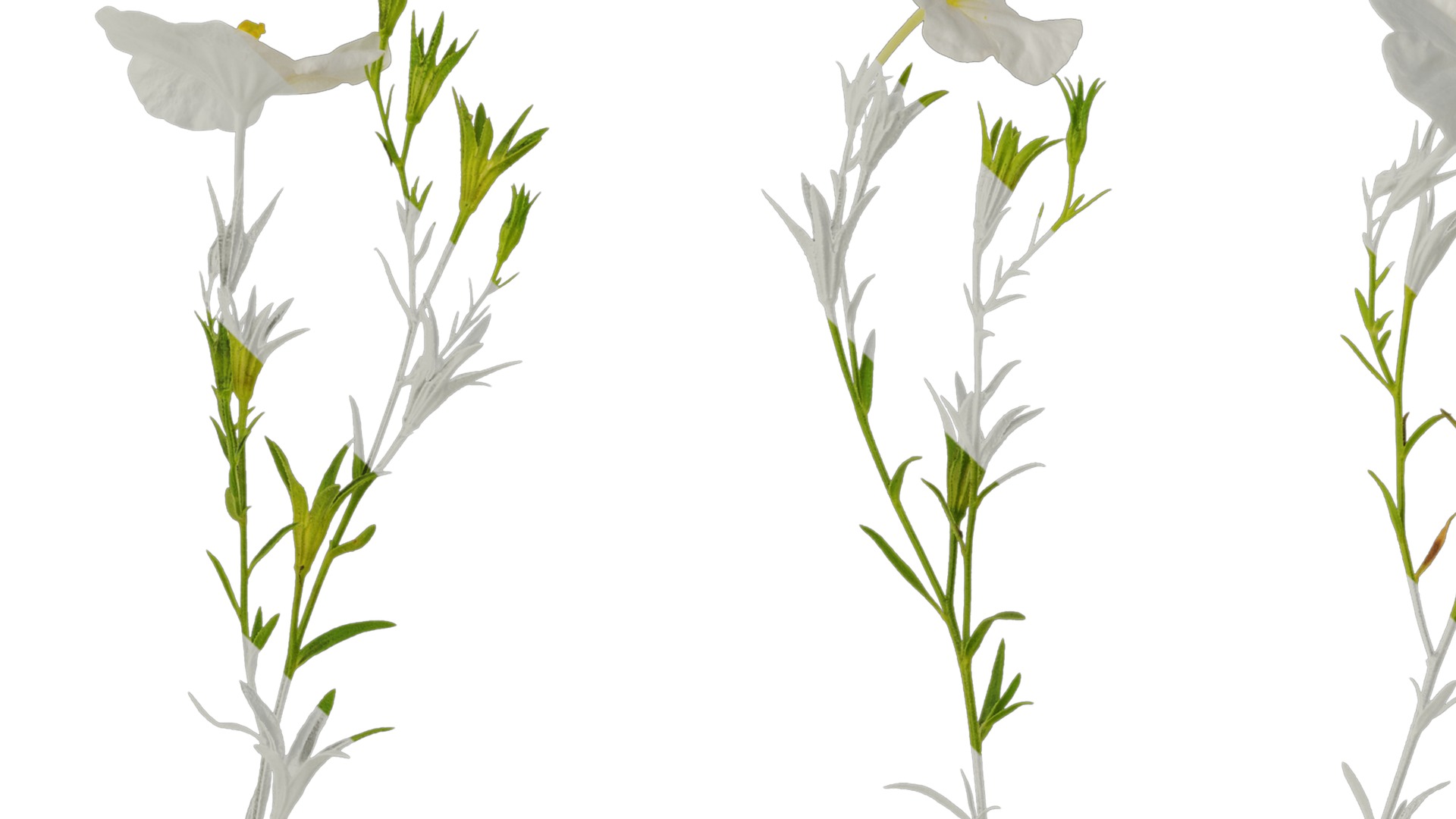 Anydrafts Nierembergia Atlas 02 Texture_1