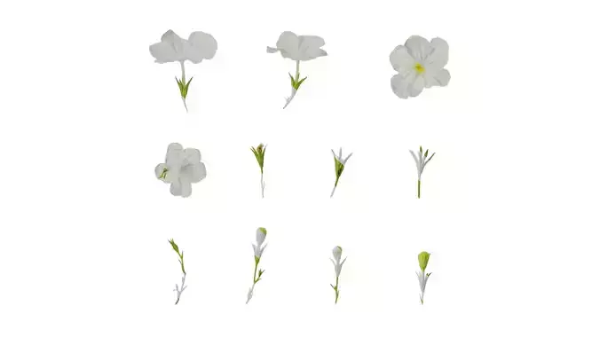 Anydrafts Nierembergia Flower 01