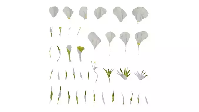 Anydrafts Nierembergia Flower 02