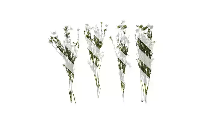 Anydrafts Nigella damascena Atlas 02