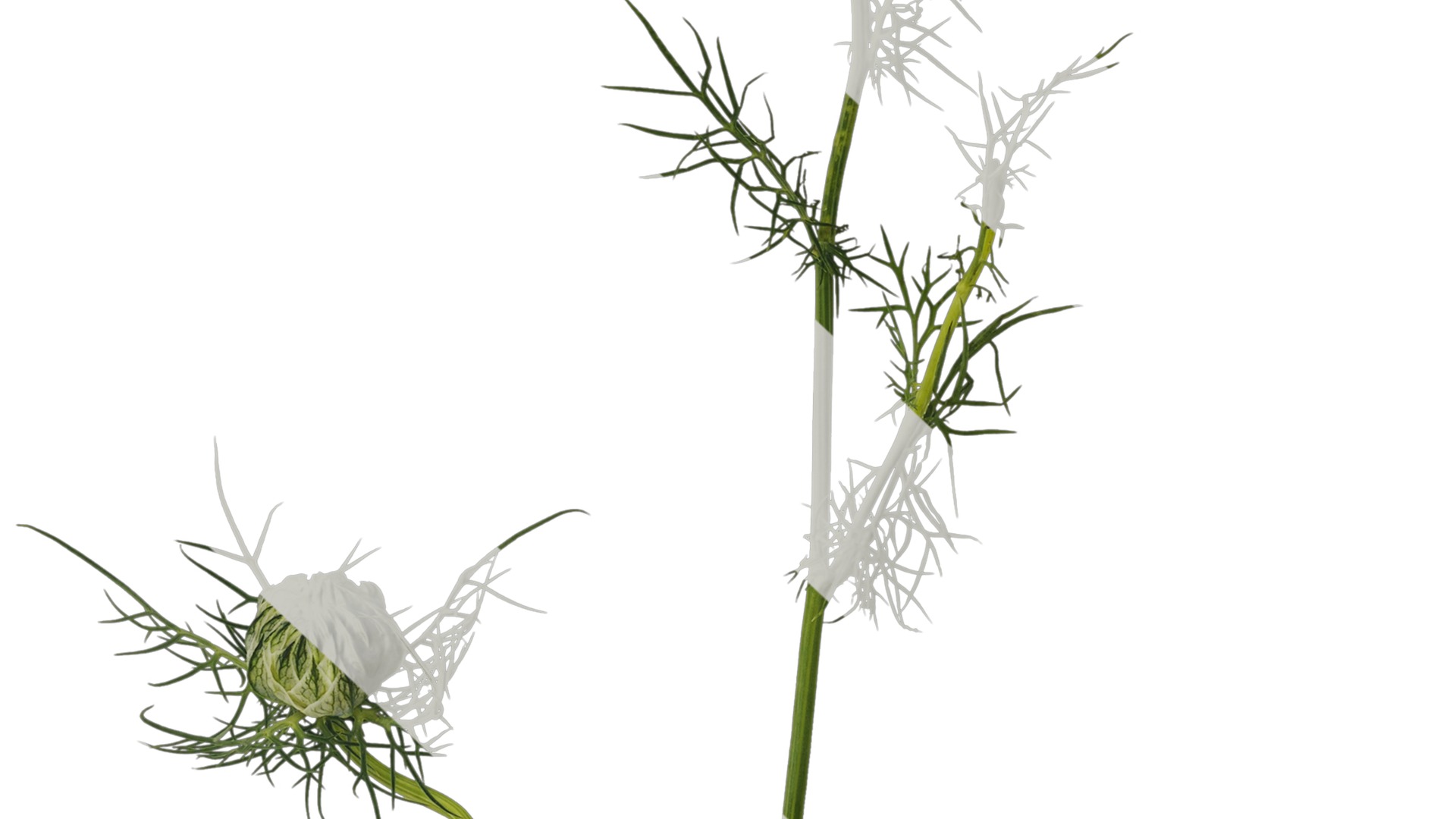 Anydrafts Nigella damascena Atlas 04 Texture_7