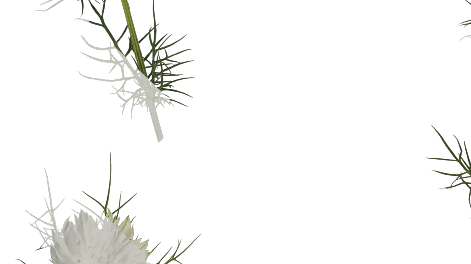 Anydrafts Nigella damascena Atlas 04 Texture_3