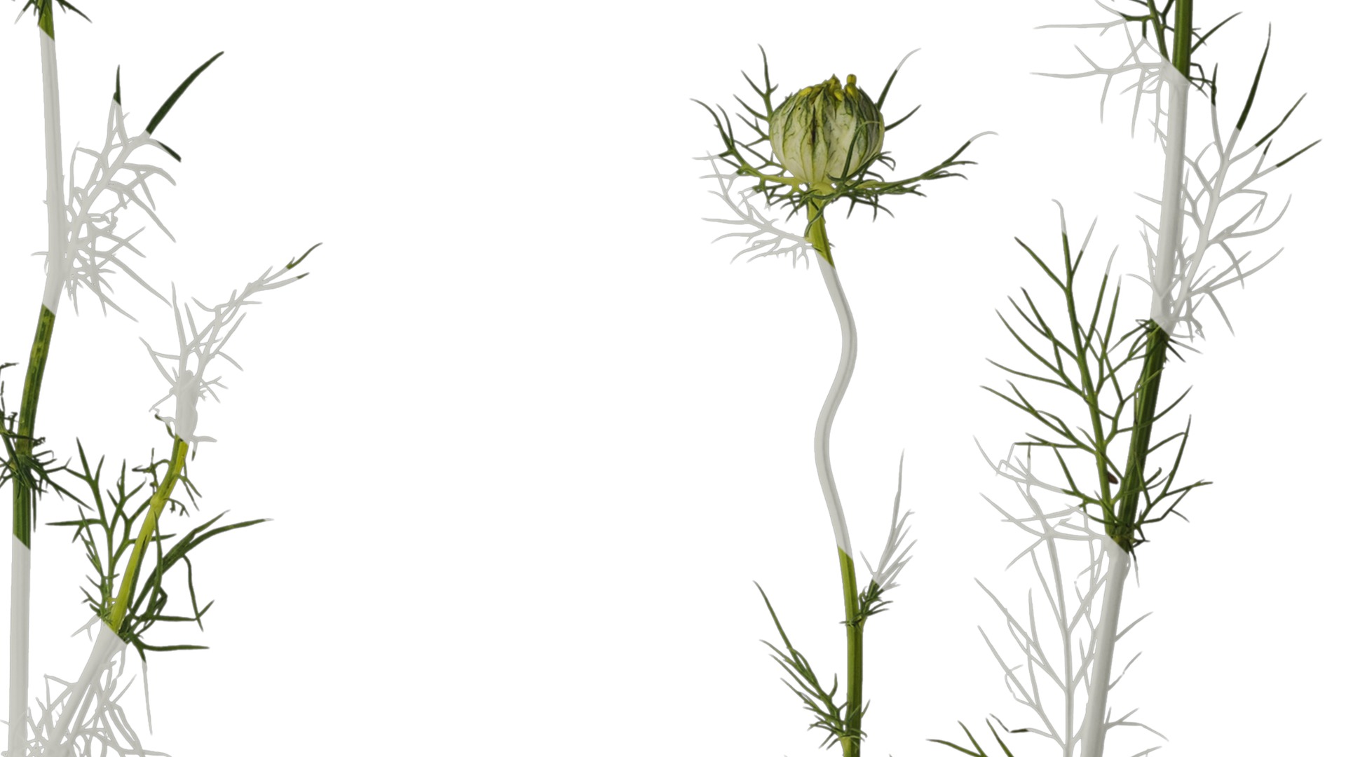 Anydrafts Nigella damascena Atlas 04 Texture_4