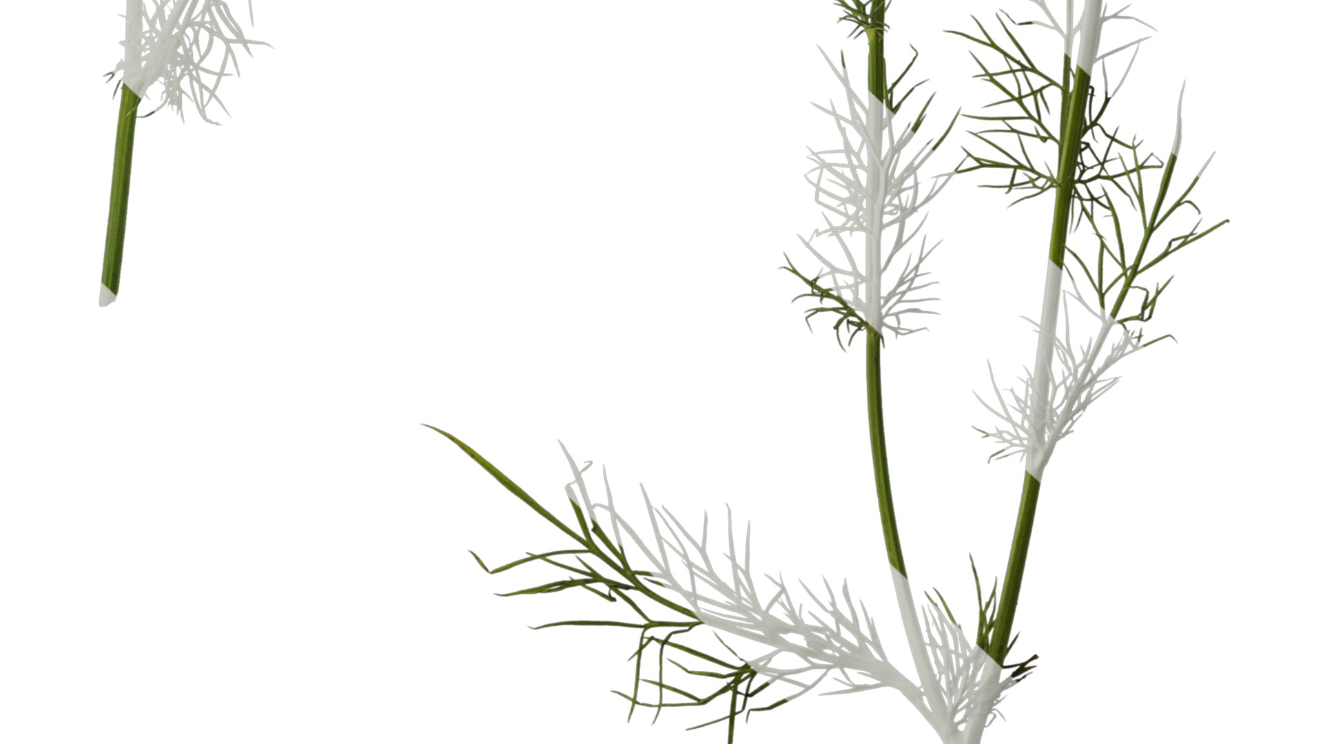 Anydrafts Nigella damascena Atlas 04 Texture_6