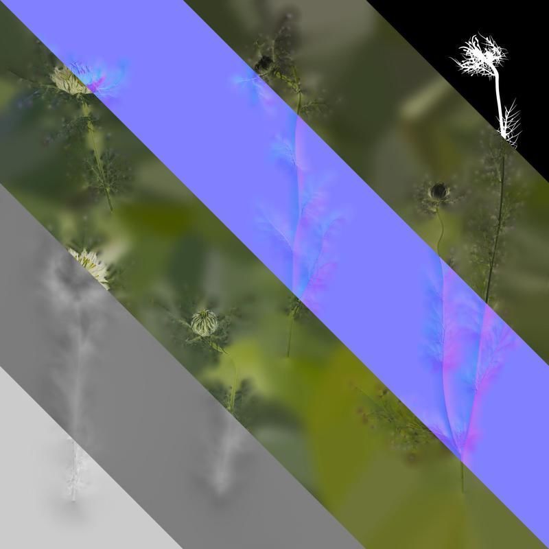 Anydrafts Nigella damascena Atlas 04 Texture_8