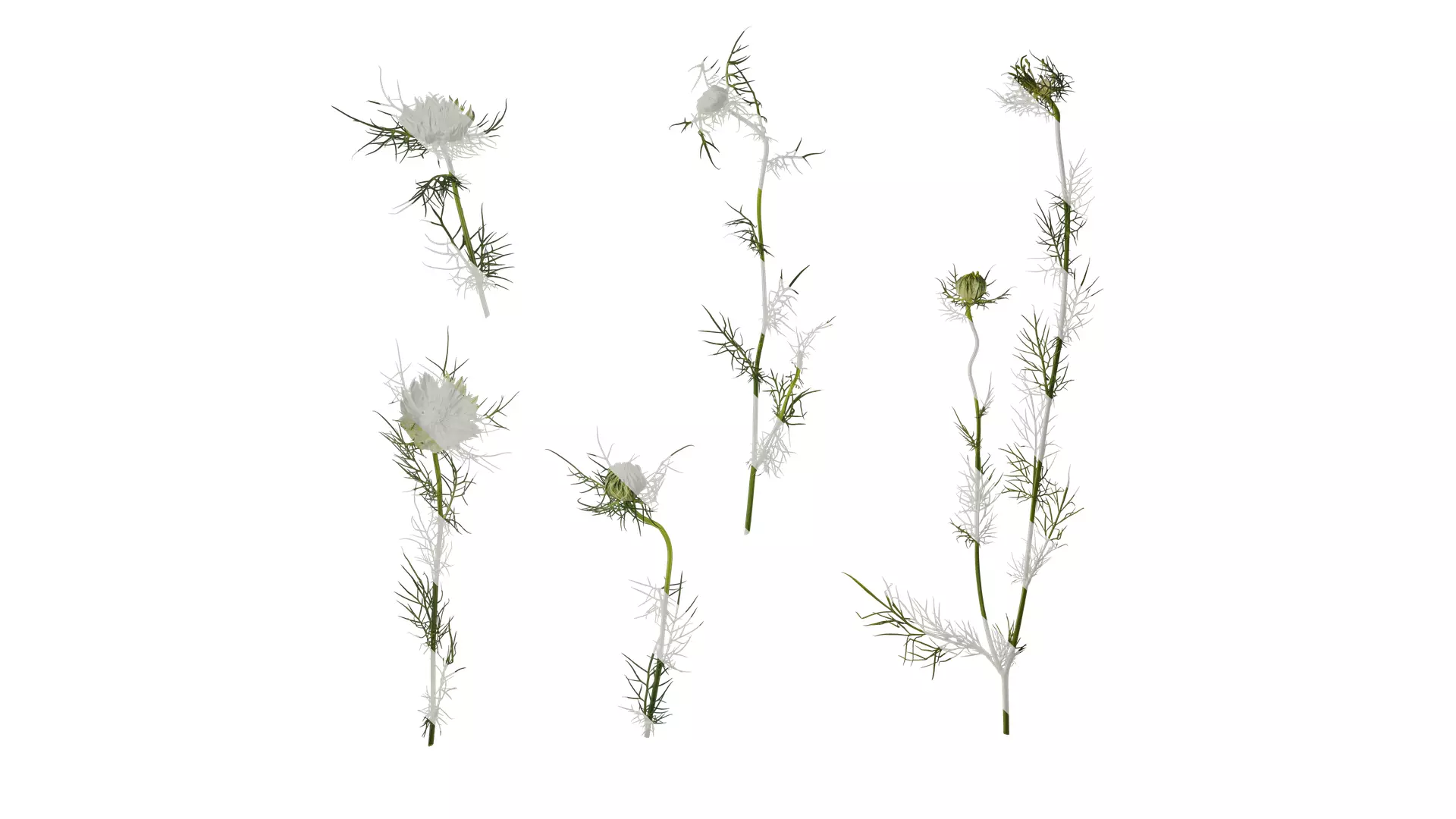 Anydrafts Nigella damascena Atlas 04 Texture_0