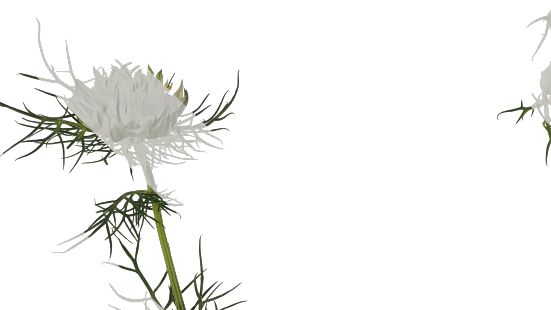 Anydrafts Nigella damascena Atlas 04 Texture_1