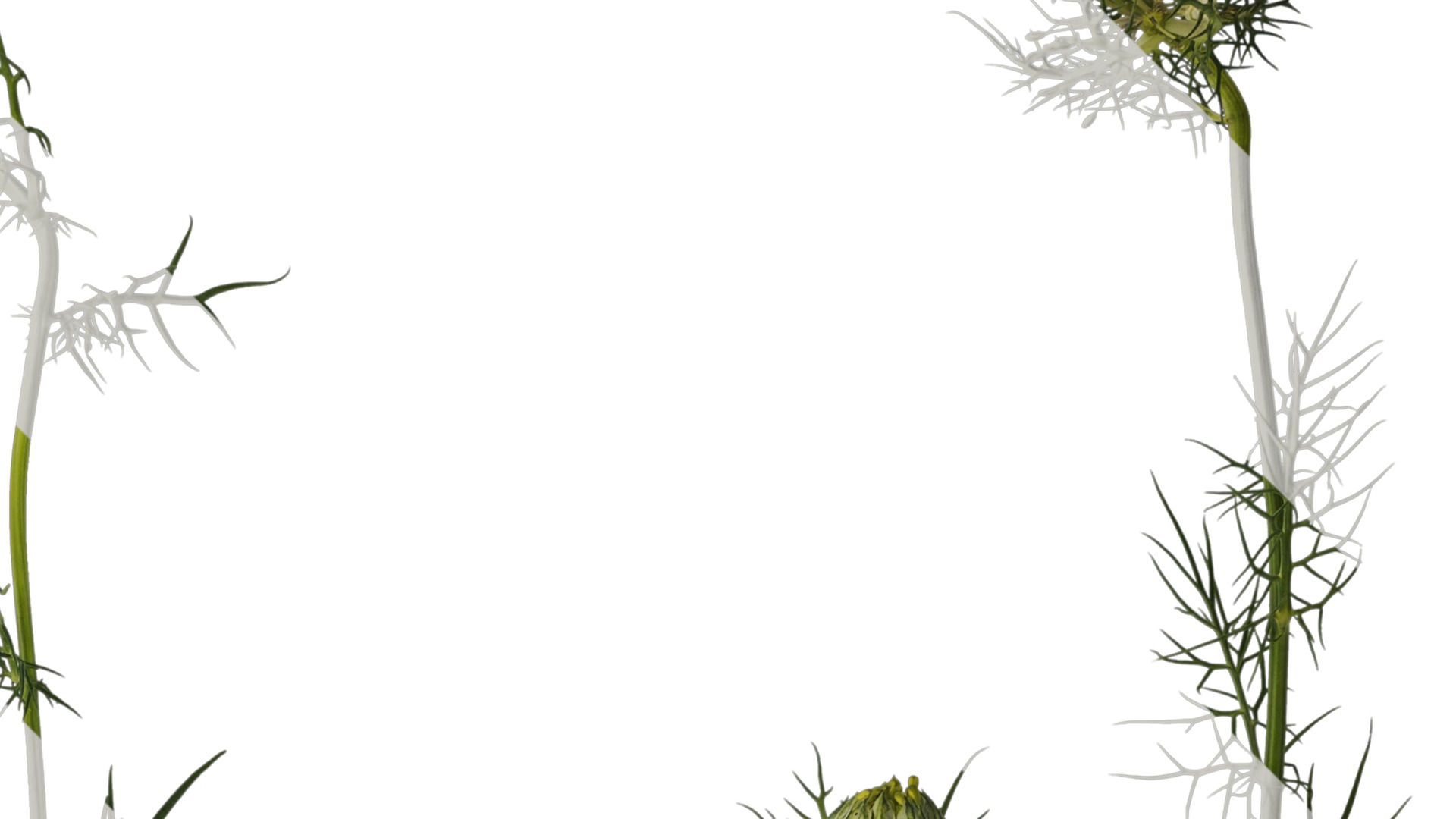 Anydrafts Nigella damascena Atlas 04 Texture_2