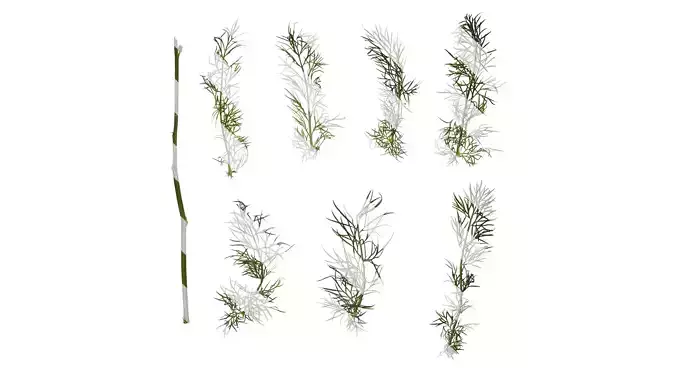 Anydrafts Nigella damascena Atlas 05