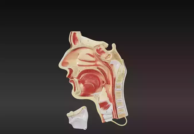 3D Model of Cavities of Nose Mouth and Throat 3D print model
