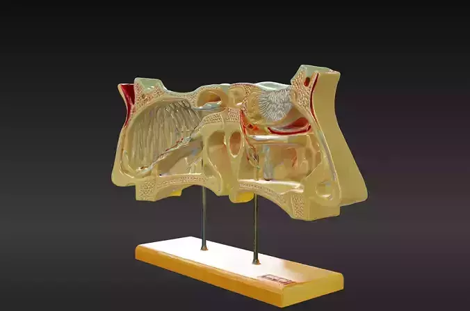 3D Model of Nose and Olfactory Organ Anatomy
