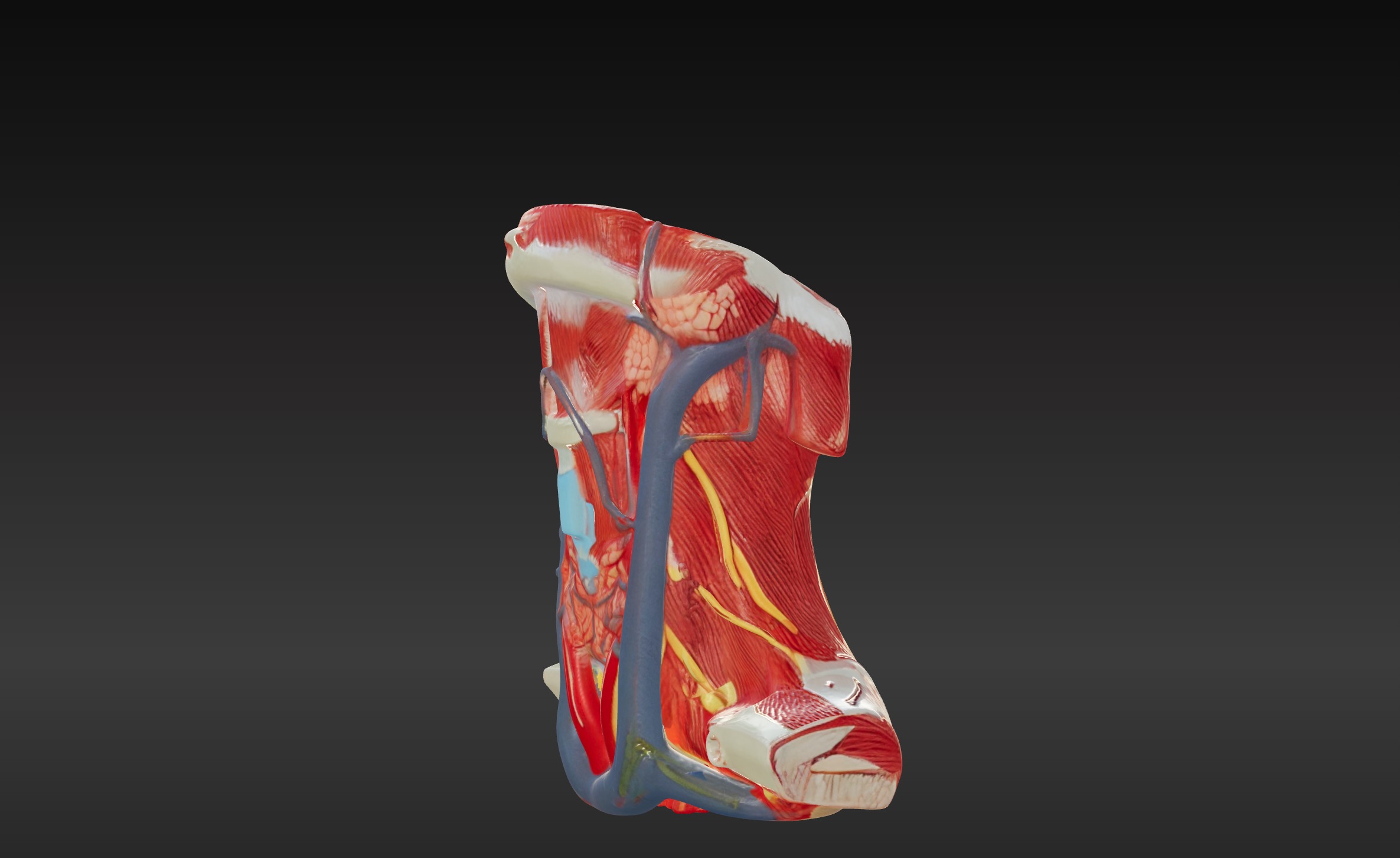 3D Neck and Throat Model with Muscles Veins and Arteries 3D print model_6