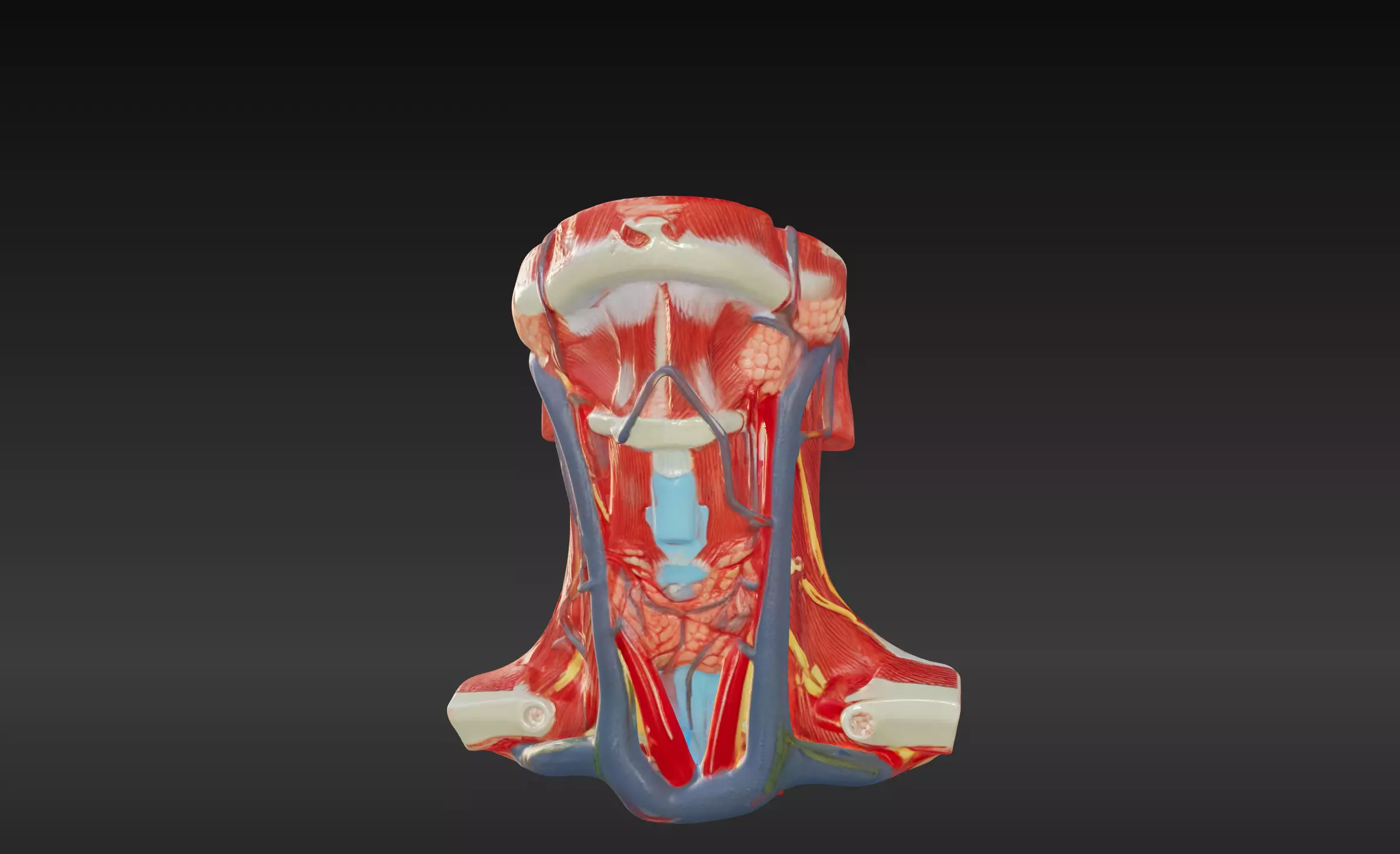 3D Neck and Throat Model with Muscles Veins and Arteries 3D print model_0