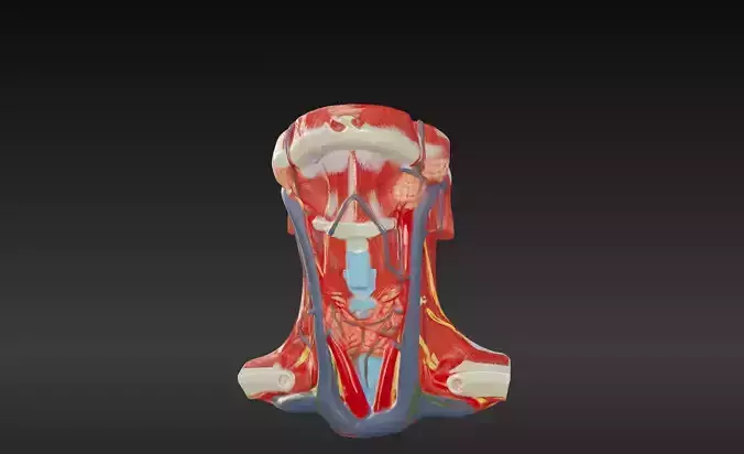 3D Neck and Throat Model with Muscles Veins and Arteries 3D print model