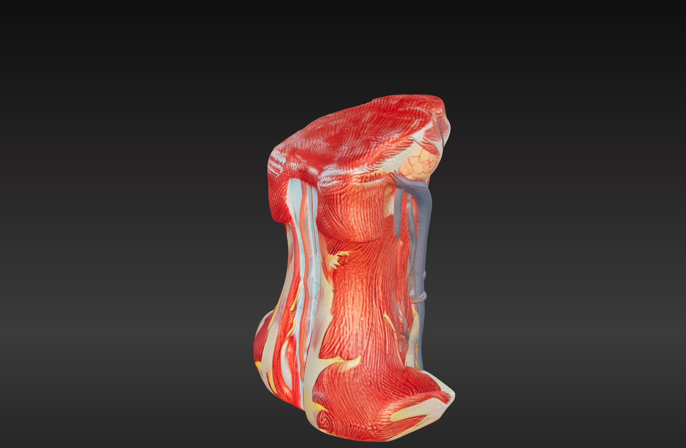 3D Neck and Throat Model with Muscles Veins and Arteries 3D print model_8