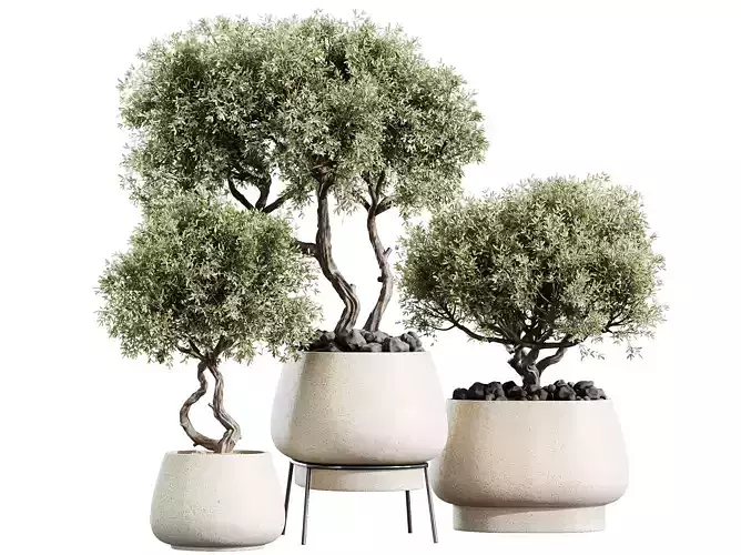 Av House Plants Mission Kalamata Leccino Arbequina Wilsonii 3D model