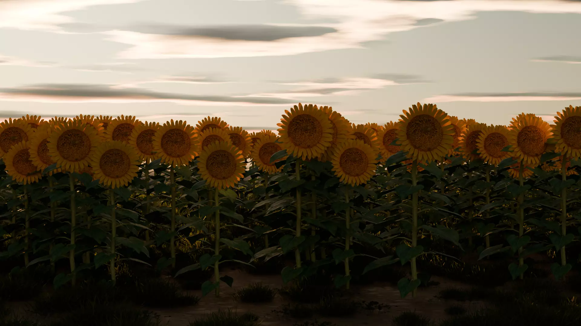 Sunflowers Field Free 3D model