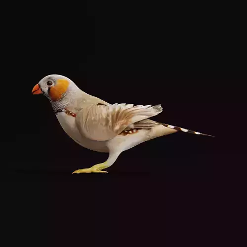 Zebra Finch Bird