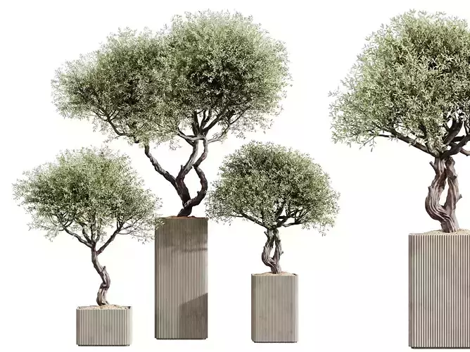 AV HousePlants Mission Kalamata Leccino Arbequina Olive Set05