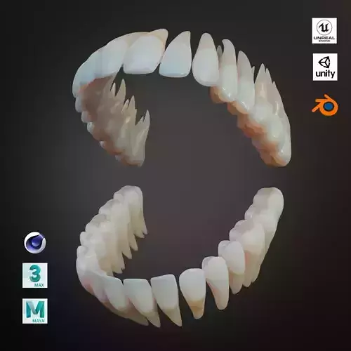 Dirty Human Teeth Realistic and Detailed