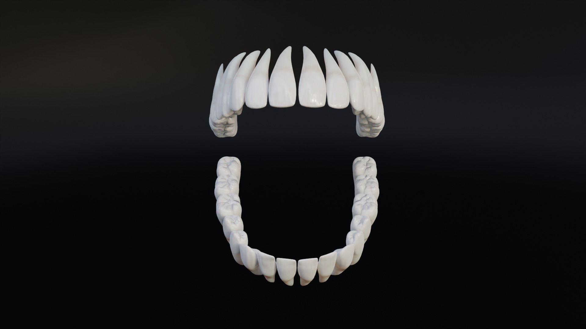 Clean Human Teeth Realistic and Detailed Low-poly 3D model_3