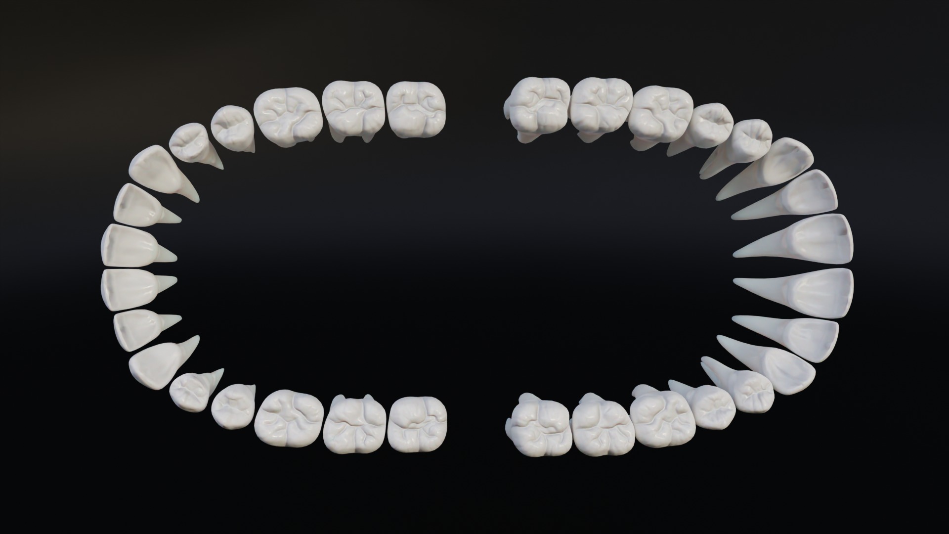 Clean Human Teeth Realistic and Detailed Low-poly 3D model_12
