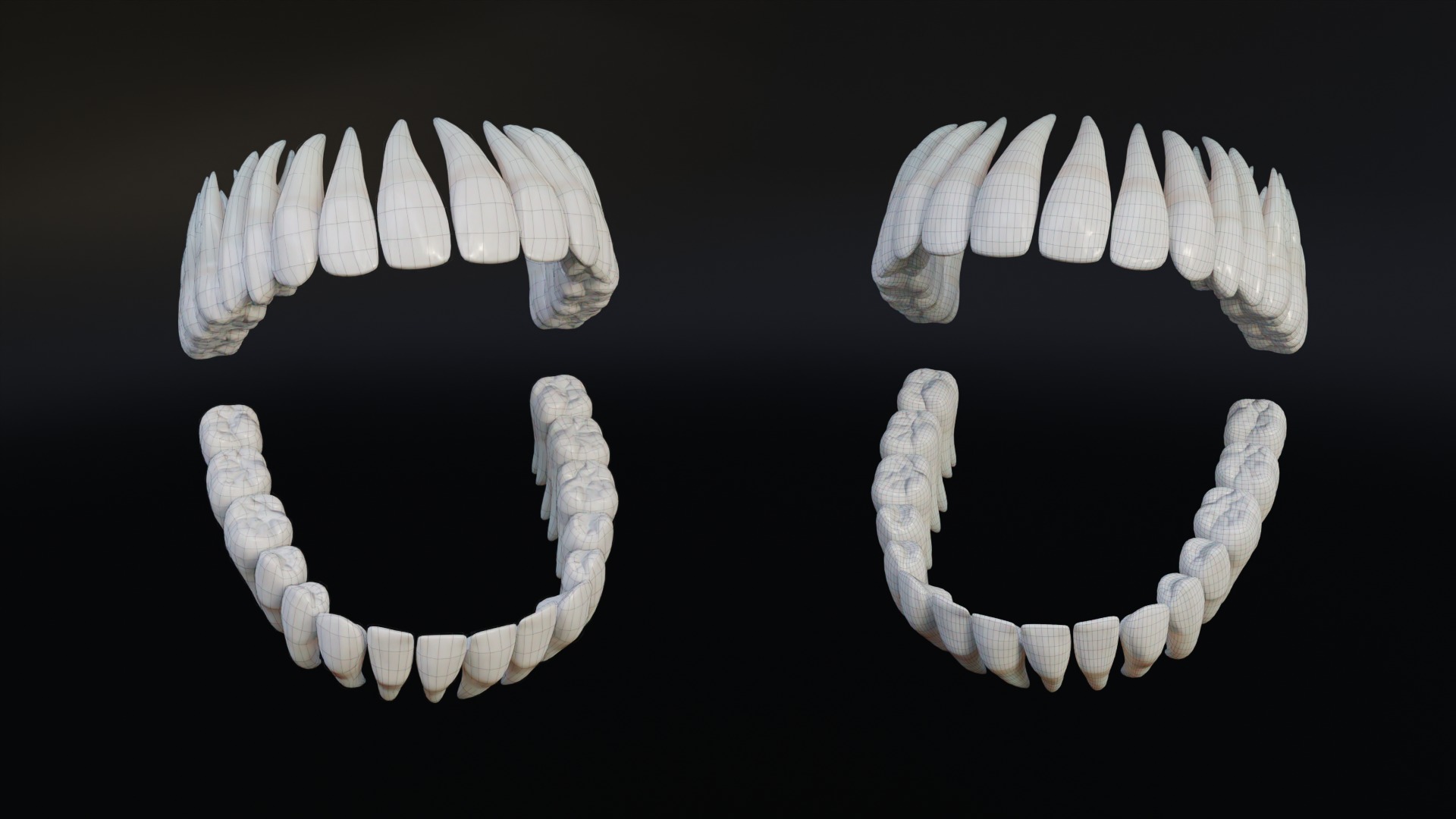 Clean Human Teeth Realistic and Detailed Low-poly 3D model_10